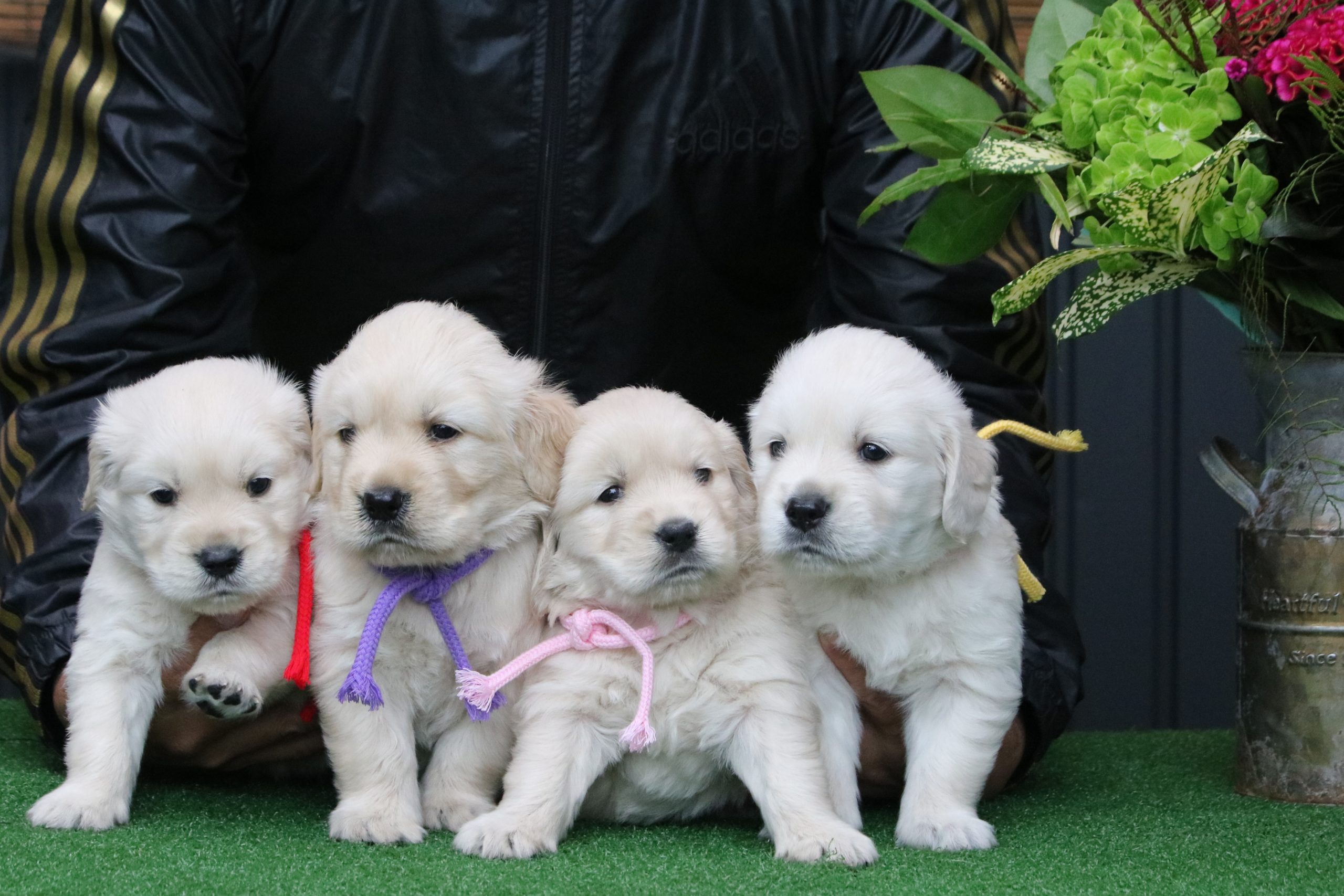 2020.9．12日生まれのゴールデンレトリバーの子犬！ ドッグランドハル