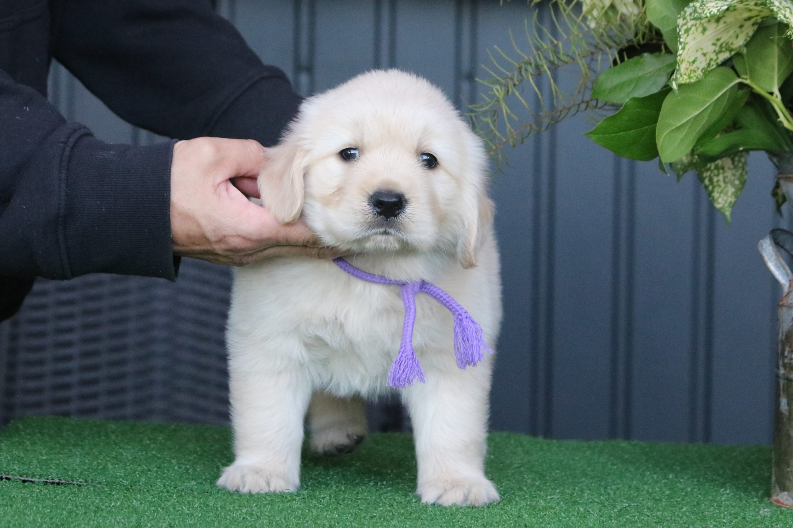 2020.9．12日生まれのゴールデンレトリバーの子犬！ ドッグランドハル